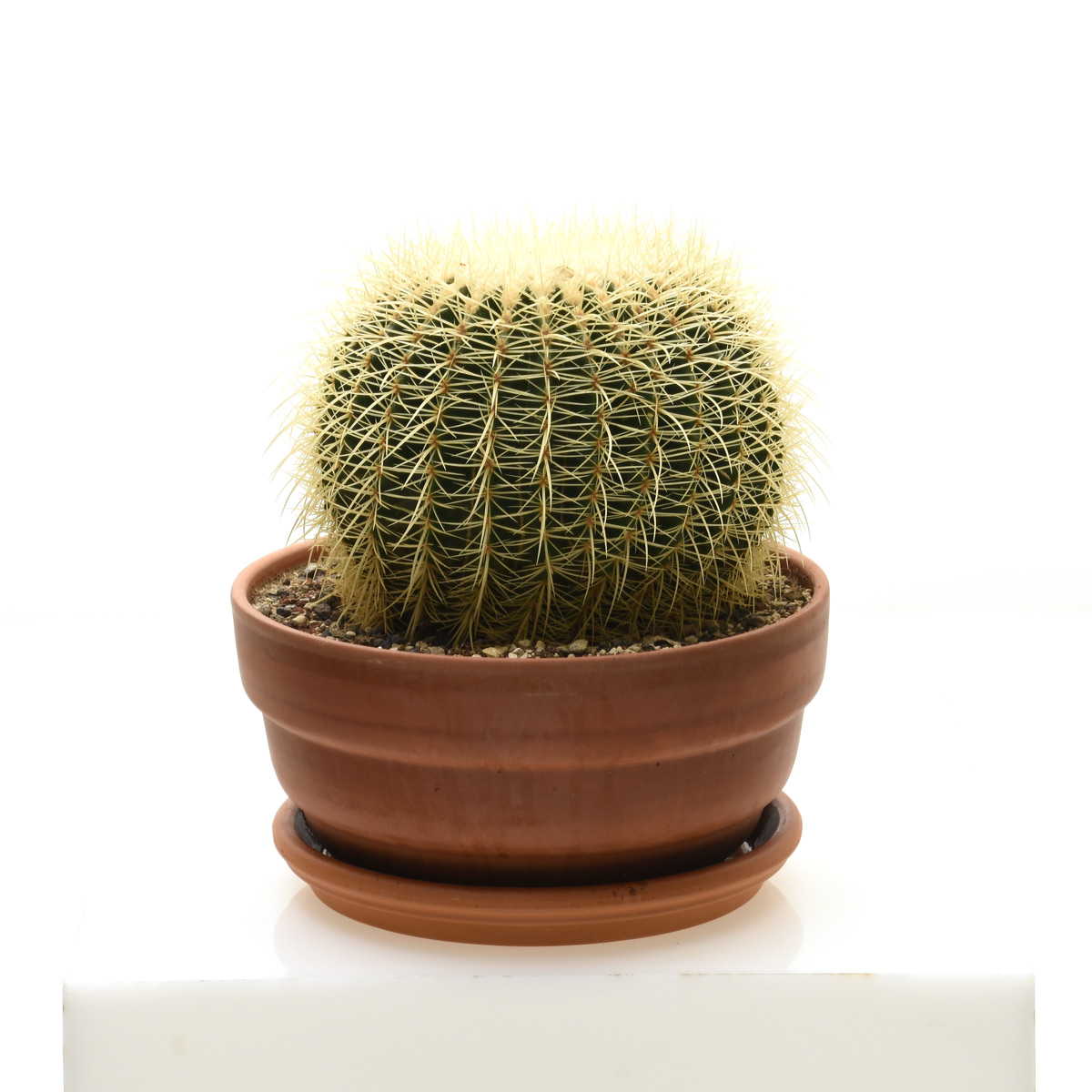Cactus - 0