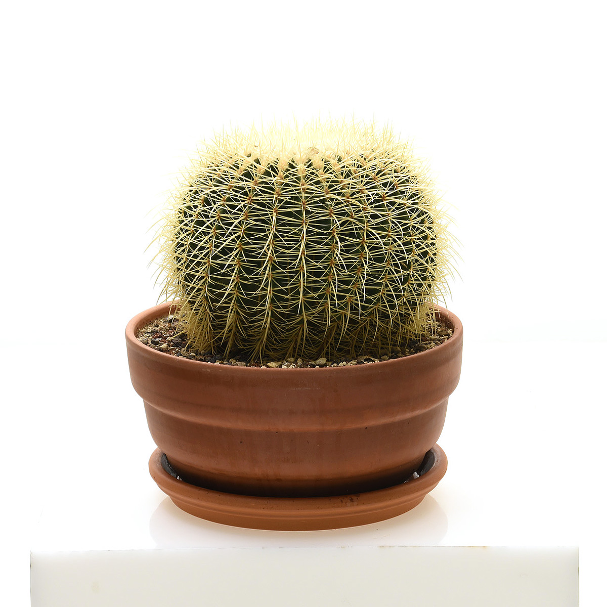 Cactus - 3