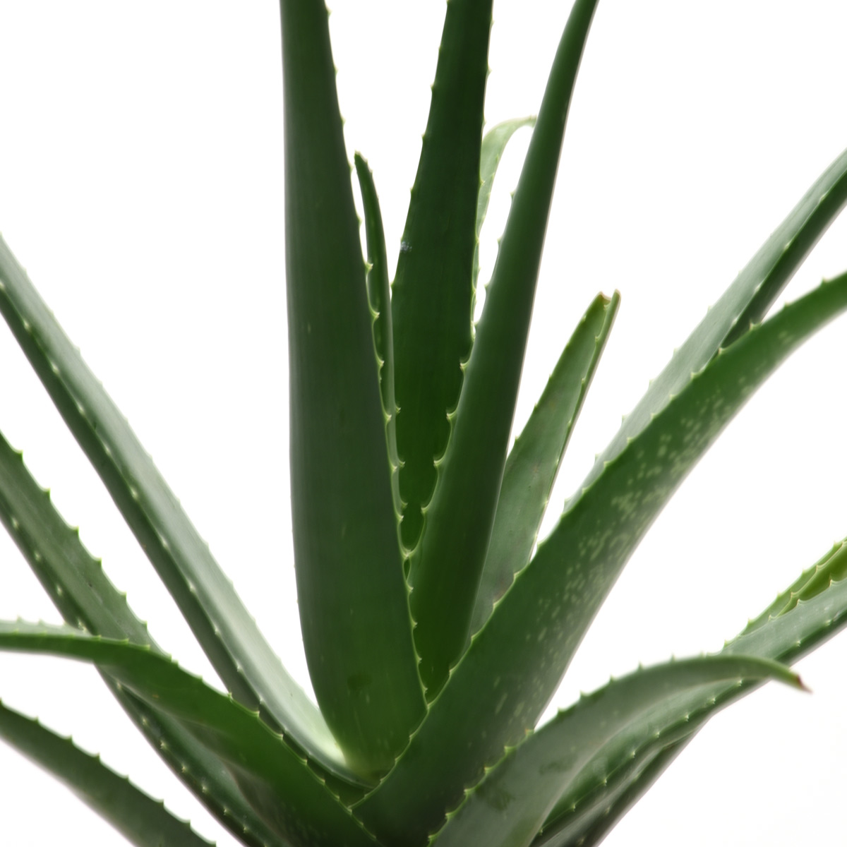 Kakteen, Aloe Vera (6586) Div.Stühle Stuhl Bogen33