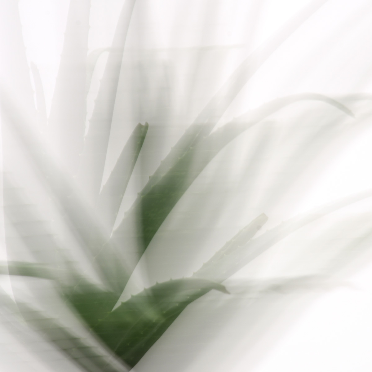 Kakteen, Aloe Vera - 2