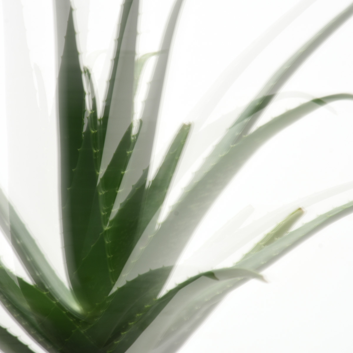 Kakteen, Aloe Vera - 3