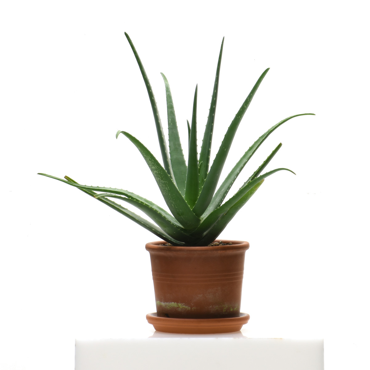 Kakteen, Aloe Vera